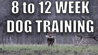 8 TO 12 WEEK DOG TRAINING | CHOCOLATE LAB KOBE