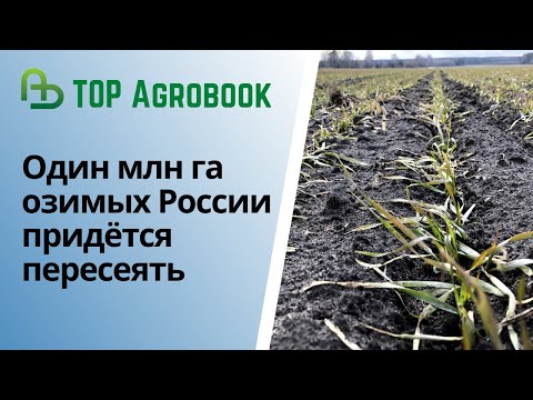 Один миллион га озимых России придётся пересеять. TOP Agrobook: обзор аграрных новостей