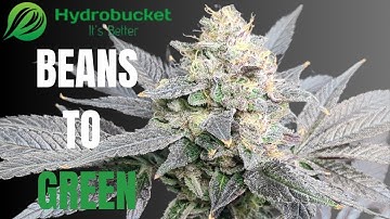 HydroBucket Seed to Harvest | Calimocho + DIY DWC System