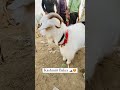 KAHSMIRI BAKRA 😍❤️ | MINI VLOG | #shorts #pets #animals #ytshort #tiktok