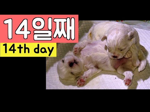 The 14th <strong>day</strong> of the <strong>dog</strong>&amp;#39;s birth