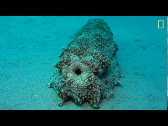 3/13 Under the Sea Evolutionary Exploration content media