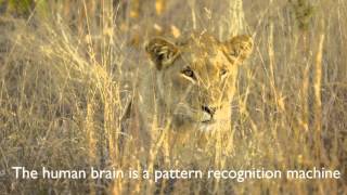 Randy Krum: The Language of DataViz