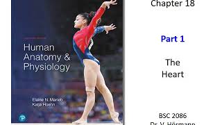 (FAU BSC 2086) Chapter 18 The Heart Part 1