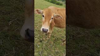 #cow #gaai #animals #funny #comedy