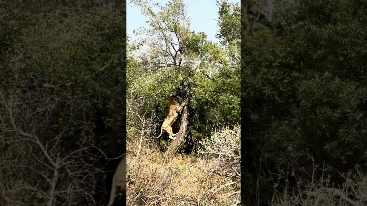 Male Lion Climbs Tree After Leopard, Then Falls!