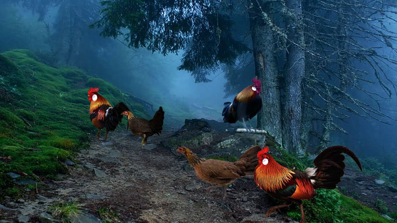 Суматранская курица из джунглей, Беруго, Gallus Gallus, добудьте суматранскую дичь из джунглей,