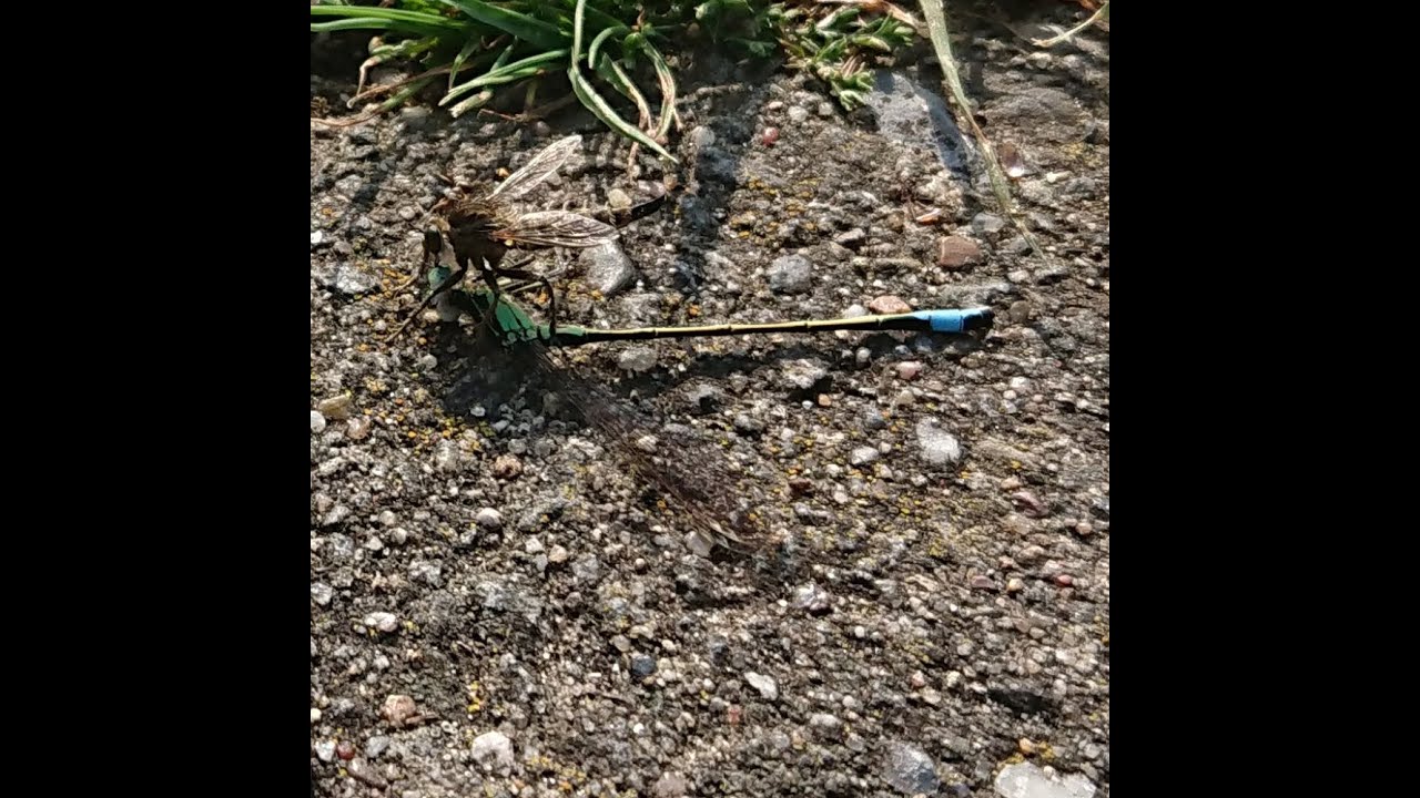 Große Pechlibelle vs. Raubfliege