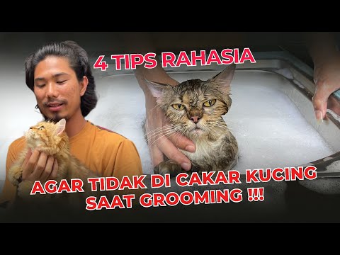 Cara memandikan kucing supaya tidak dicakar