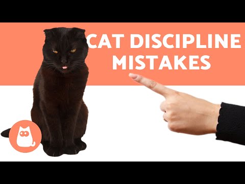 Video: Sådan Afvænes En Kat Fra At Lure På Det Forkerte Sted: Grunde Til, At En Kat Eller Killing Ignorerer Bakken, Ekspertråd Og Folkemetoder