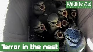 Woodpecker attacks baby birds