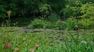 The beautiful little lake is raining(168) , sleep, relax, meditate, study, work, ASMR