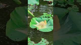 Who needs a pool when you have a giant leaf? |#shortvideo
