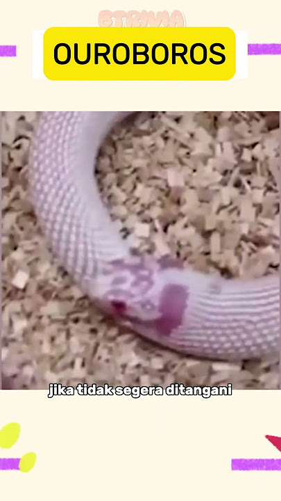 Ouroboros #faktaunikdunia