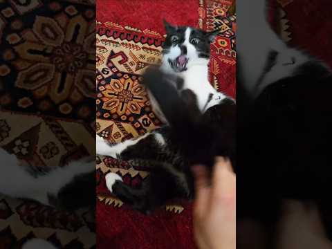 دم بی قرار به این می گن  گربه فان خنده  
