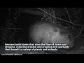 Trail camera catches a busy beaver on the San Pedro River