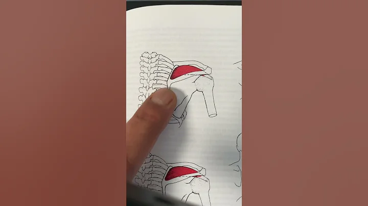 Is Your Shoulder Clicking? This is Why.