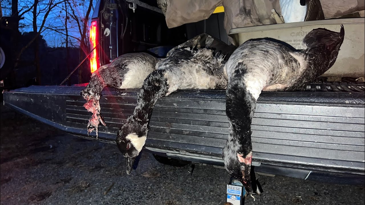 maryland-goose-hunt-youtube