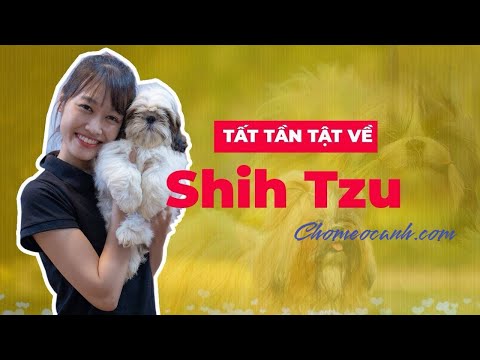 Video: Chăm sóc Shih Tzu của bạn: Giữ cho con chó của bạn sạch sẽ