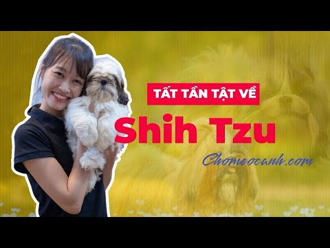 Video: Thông tin về Shepherds Đức