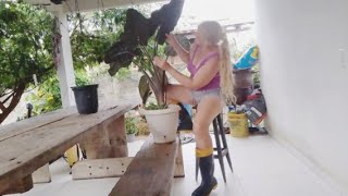 Minha Alocácia Negra Está Linda Demais...