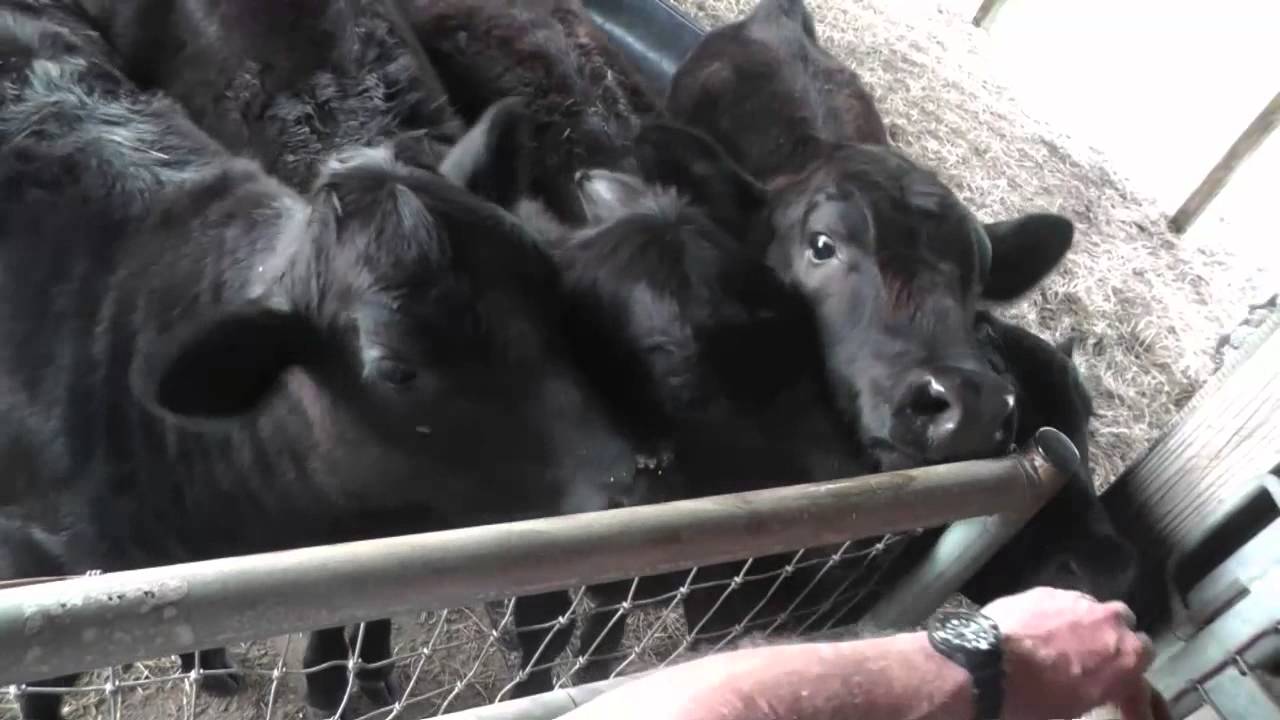 cows eating alfalfa cubes after supper YouTube