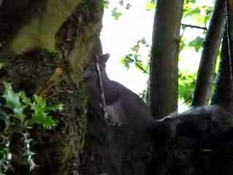 watershed squirrel_canntseeme22