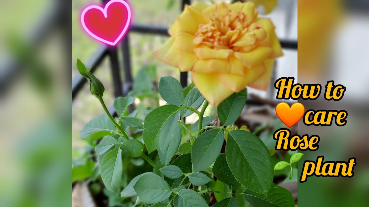 How to care Rose plant in pot YouTube