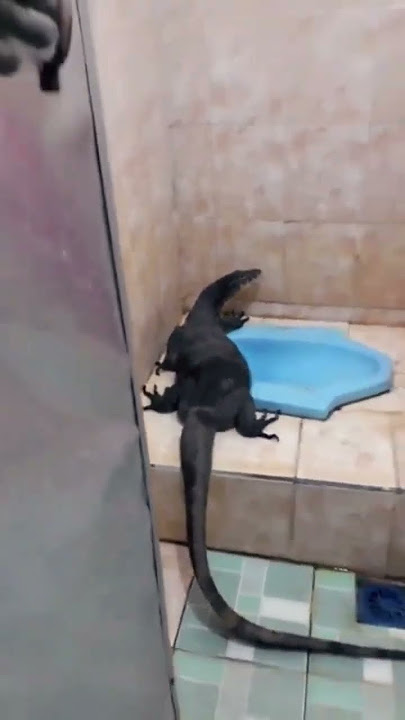 RESCUE OF A LARGE LIZARD TRAPPED IN A HOUSEHOLD TOILET