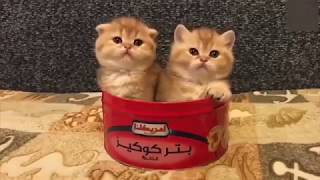 ♥Happy Cats Compilation - Cutest Cat Ever♥ #1 - 2019 funny🤣lol😂