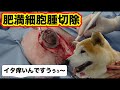 犬の皮膚肥満細胞腫