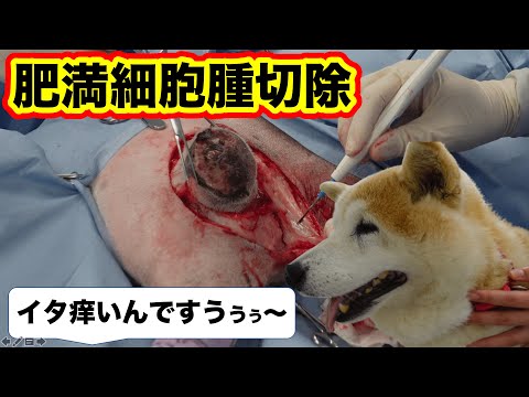 犬の皮膚肥満細胞腫