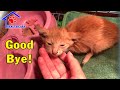 Rescue dying baby kitten on street – Little kitten Phoenix whole story