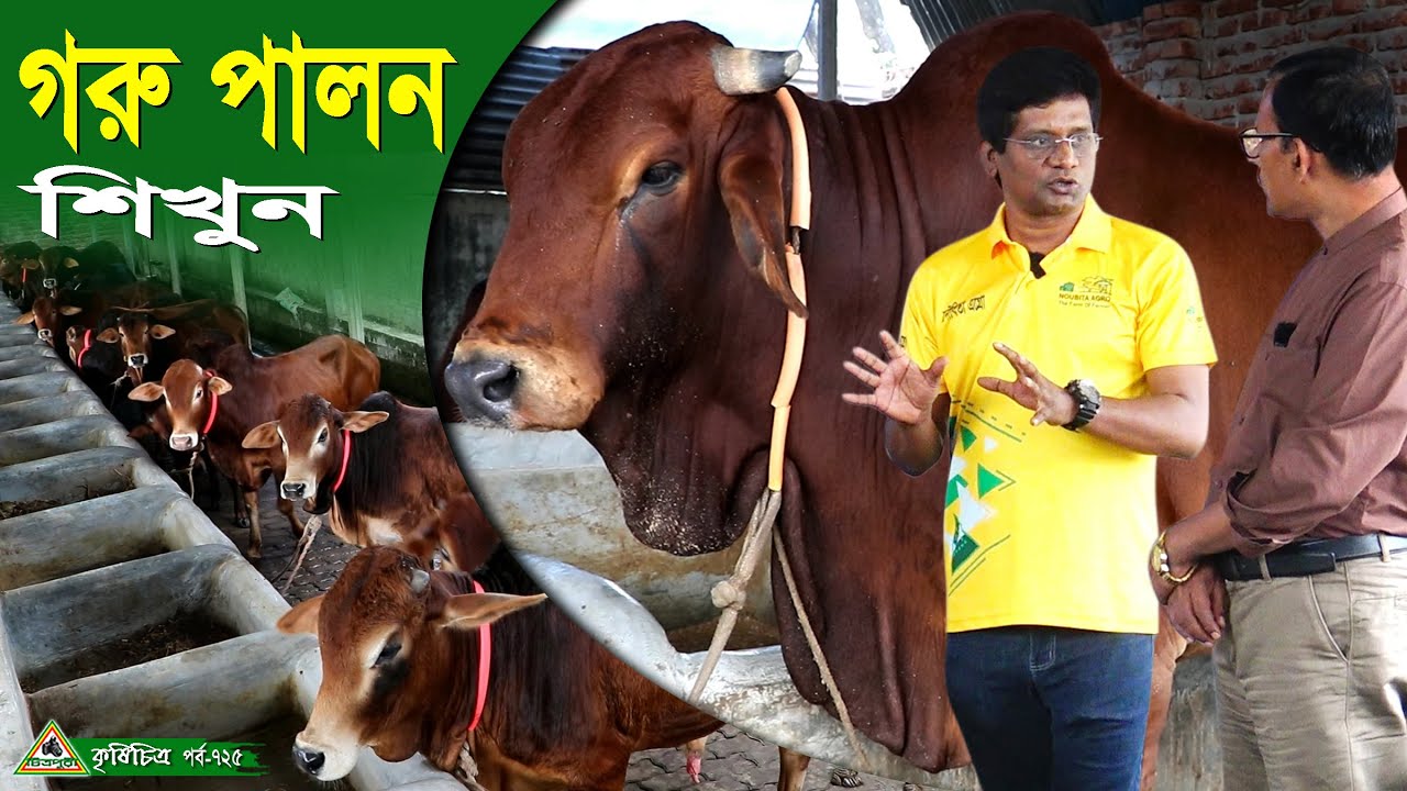 725-গরুর খামার করে লাভবান হতে চাইলে দেখুন এই গাভী ও ষাড় গরুর খামার R.I.Manik.Chitrapuri Krishichitra
