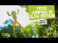 Frog Facts and Abilities