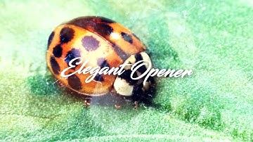 Elegant Opener After Effects Templates