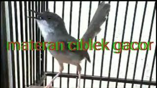 Masteran ciblek breen gacor