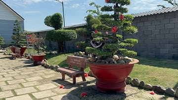 Cắt Tỉa Cây Bonsai Cắt Cỏ Chăm Sóc Sân Vườn