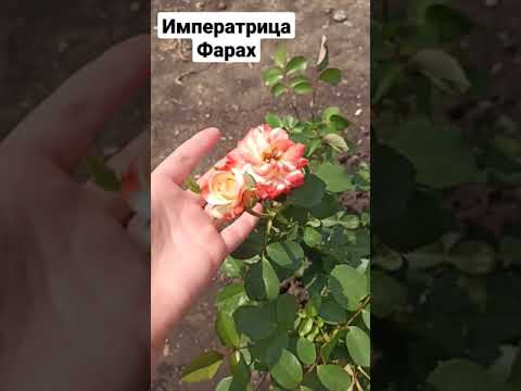 Video: Tea-hybrid Rose Empress Farah: ntau yam piav qhia, tshuaj xyuas