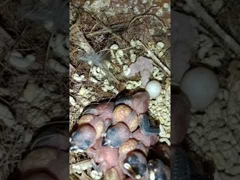 Jawa birds breeding progress