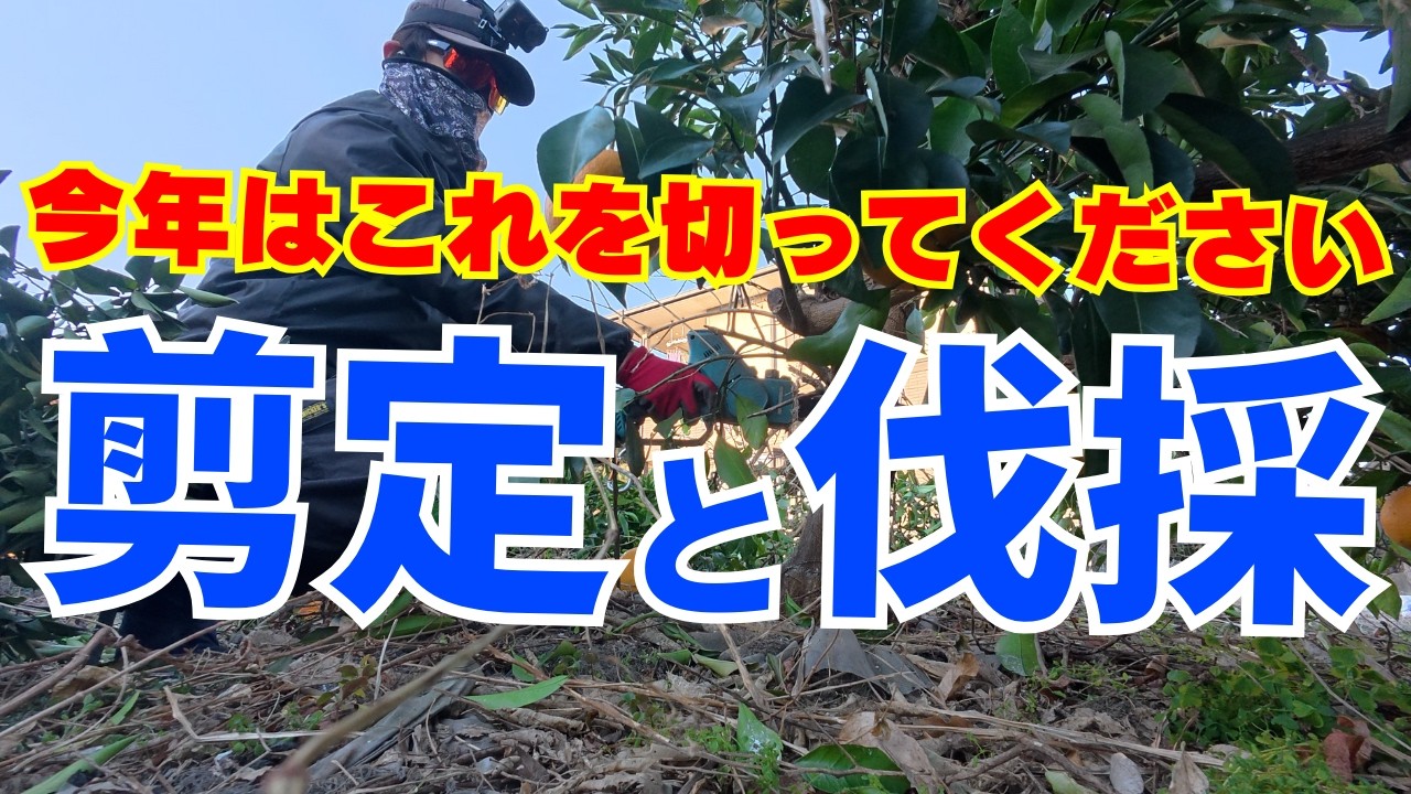 Pruning the Zelkova Tree that has gone wild and closing down the