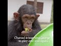 George, chimpancé rescatado por el IJG en Congo