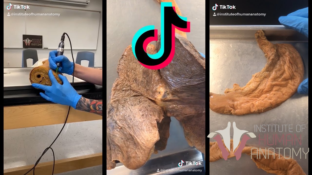 Institute of Human Anatomy TikTok Compilation for March 2020