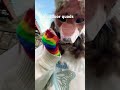 YOUTUBE KEEP COMMENTS ON IM OVER 13 #furry #therian #outside