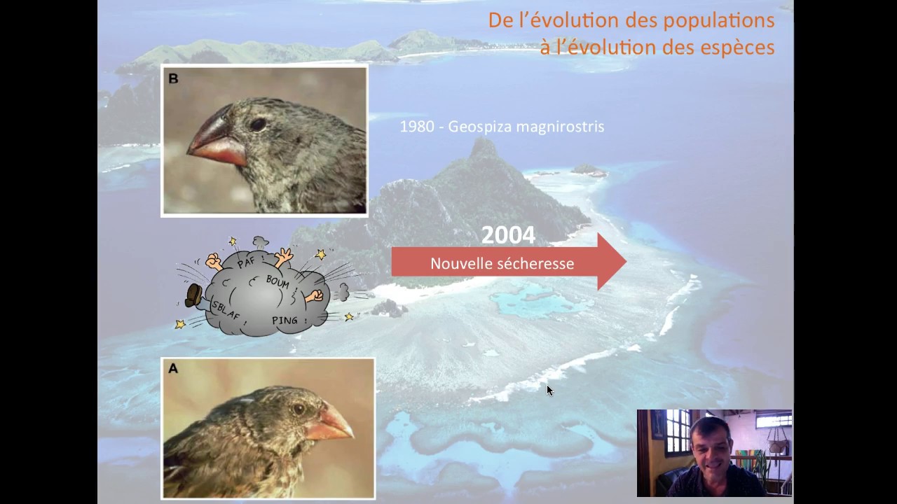 Les Pinsons Des îles Galápagos Svt Corrigé