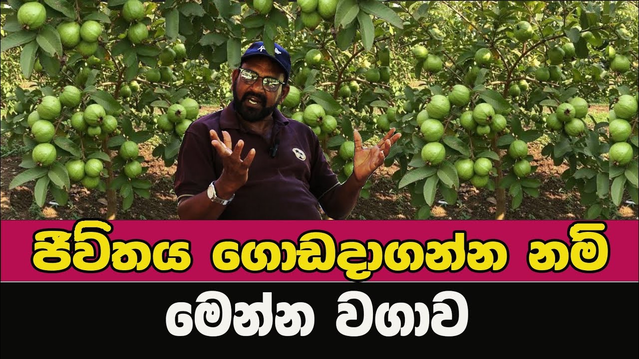 පේර වගාවෙන් ගොඩයාම / @AgriView61 