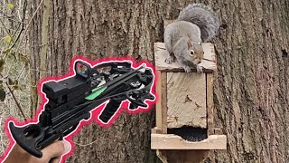 Squirrel Hunting w/ the most Accurate Crossbow & Bolt Combination I've Ever Used