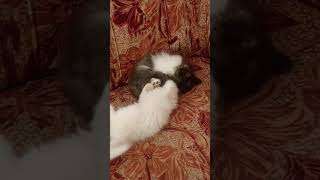 Sweetie Ki Shararatain | Most Funny & Cute Cat Video Ever 🐾✨
