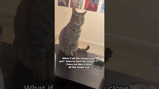 I don’t know where they live 🥺🥺 #cutecat #viralshorts #catthoughts #kitten