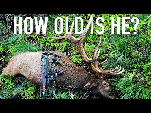 Age Results are Back, You Won't Believe How Old He Is!!!! Tom's Archery Bull
